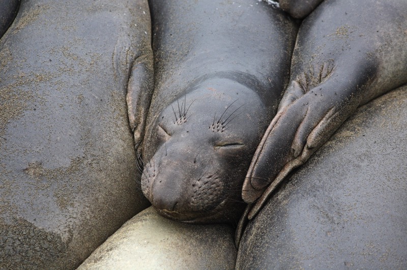 Elephant Seals