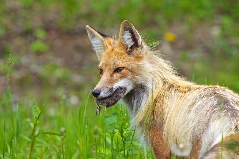 Red Fox