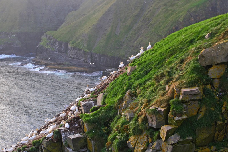 Gannet Colony
