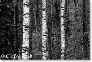 Aspen forest in black & white