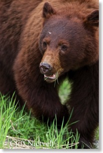 Black Bear Close Up, Whistler, BC