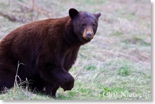Black Bear Getting Up, Whistler, BC