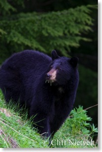 An Alert Black Bear, Whistler, BC