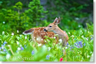 Black-tailed deer fawn