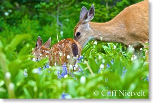 Black-tailed deer doe and fawn