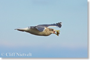 Glaucous-winged gull ready to drop cockle