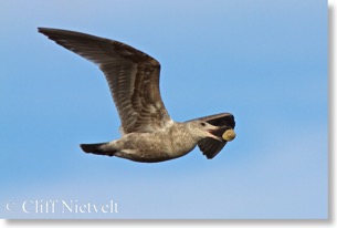 Glaucous-winged gull & cockle