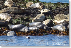 Harbour Seals