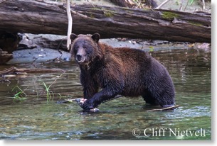 Sow grizzly bear with salmon