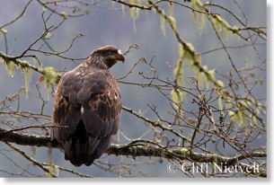 Juvenile Bald Eagle, Squamish River, BC