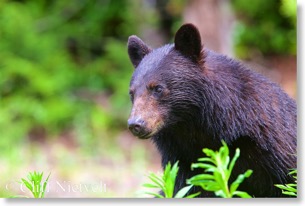 Alert black bear, SW British Columbia