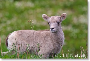 Bighorn sheep lamb, Peter Lougheed Park, Alberta