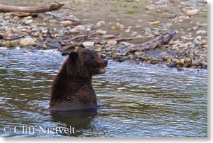 Sow grizzly bear in side channel