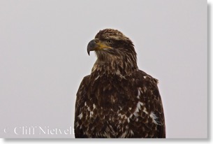 Immature bald eagle portrait