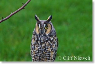 Long-eared owl 078