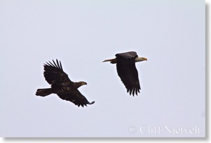 Immature bald eagle in pursuit