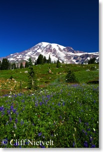 Mount Rainier alpine meadows