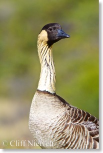 Nene (Hawaiian goose), Haleakalā National Park
