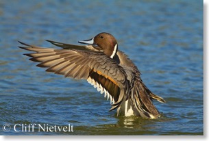 Northern Pintail Flapping