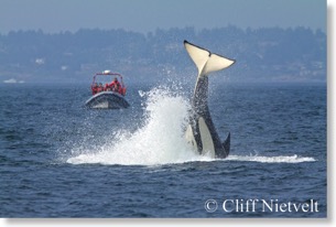 Orca breaching I
