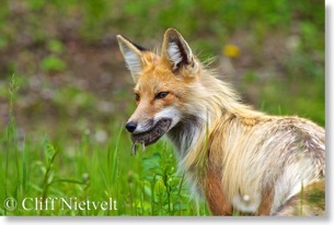 Red fox with vole