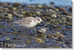 Sanderling foraging on discarded clam