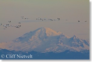 Snow Geese & Mount Baker, Boundary Bay, BC