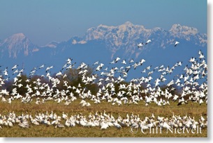 Flock of snow geese, Ladner, British Columbia