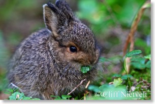 Young Snowshoe Hare Foraging