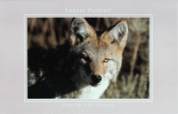 Coyote Portrait Art Card