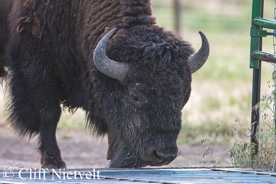 Cow Bison and Cattle Gate, REF: ROWI002