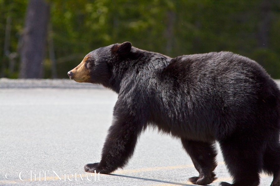 Black Bear Crossing the Ling, REF: ROWI004