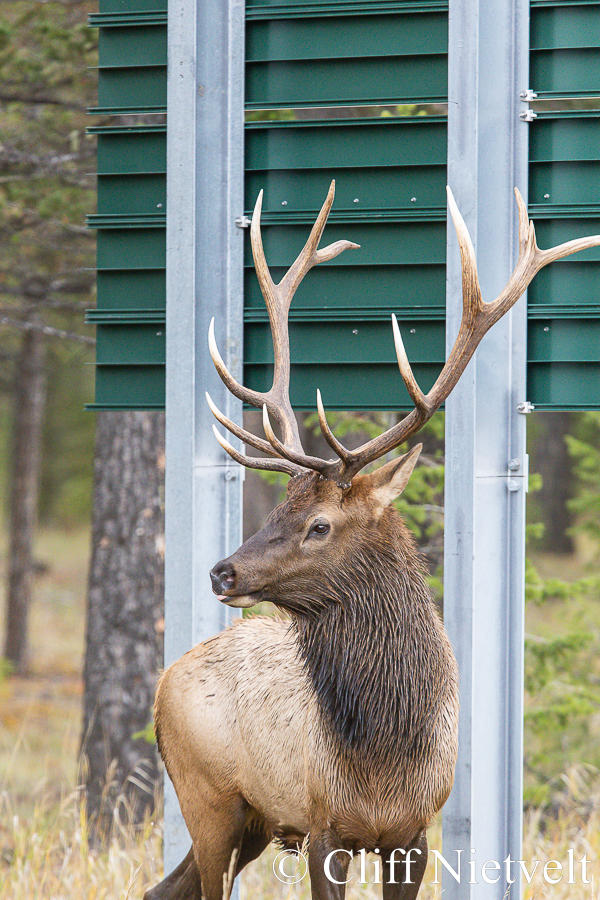 Bull Elk and Road Sign, REF: ROWI011