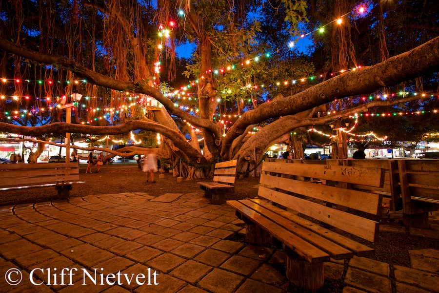 Banyan Gathering Tree, Lahiana, REF: HAWA0003