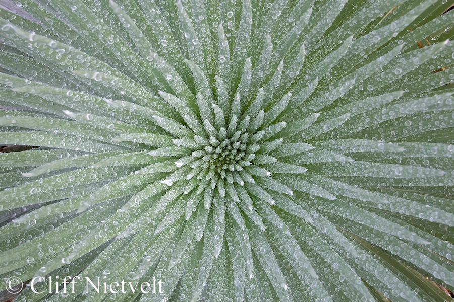 Haleakalā Silversword, REF: HAWA011