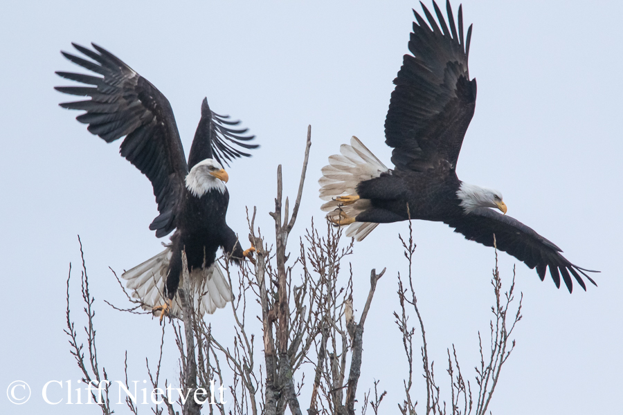 Get Off My Tree, REF: BAEA004