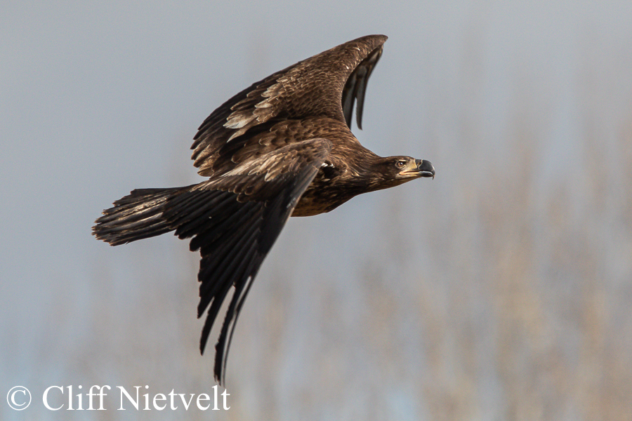 Juvenile Taking Off, REF: BAEA009