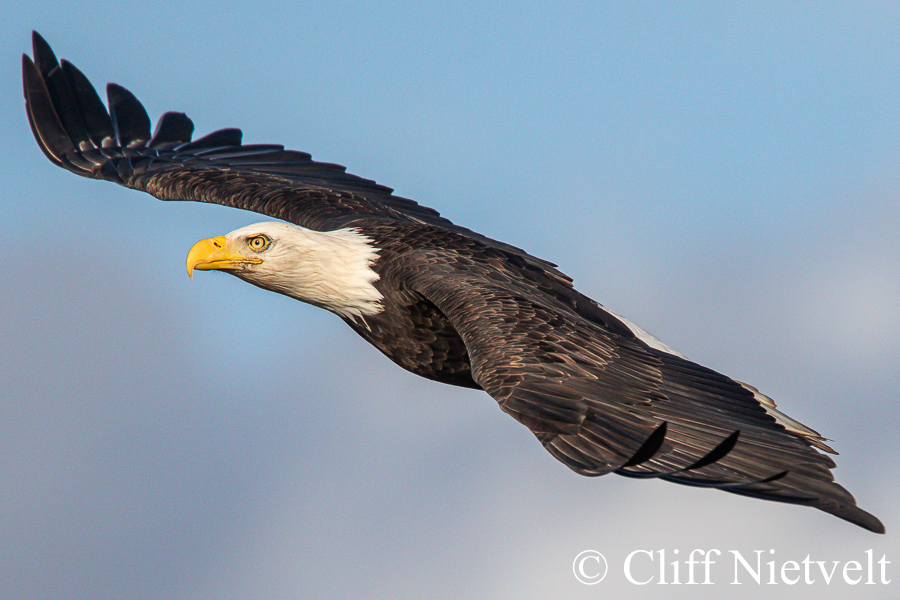 Majestic Bald in Flight #2, REF: BAEA015