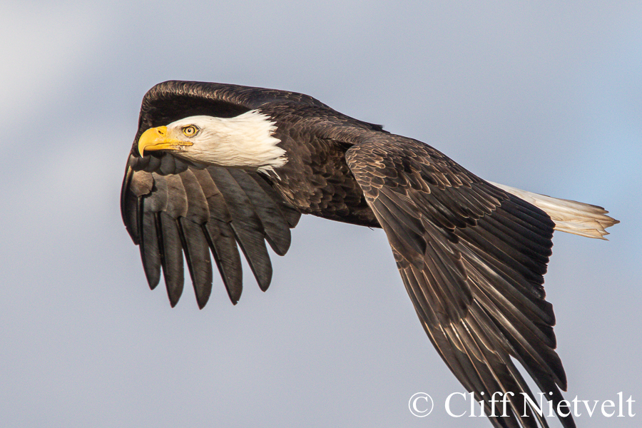 Majestic Bald in Flight #3, REF: BAEA016