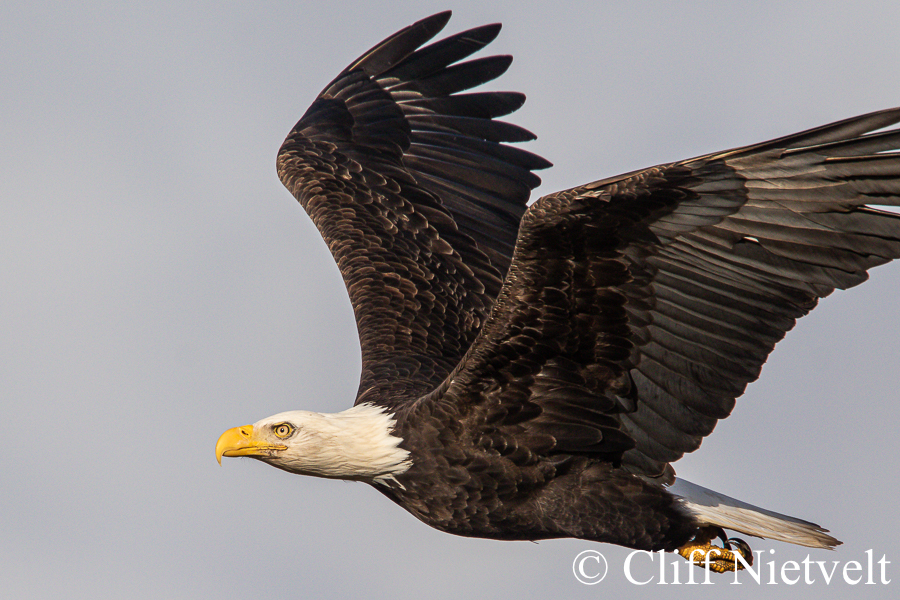 Majestic Bald in Flight #4, REF: BAEA017