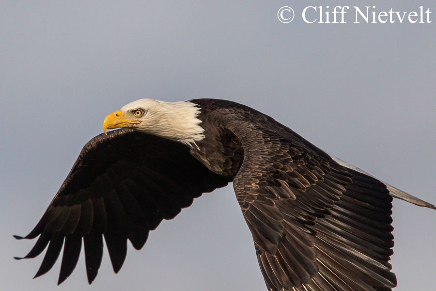 Majestic Bald in Flight #5, REF: BAEA018