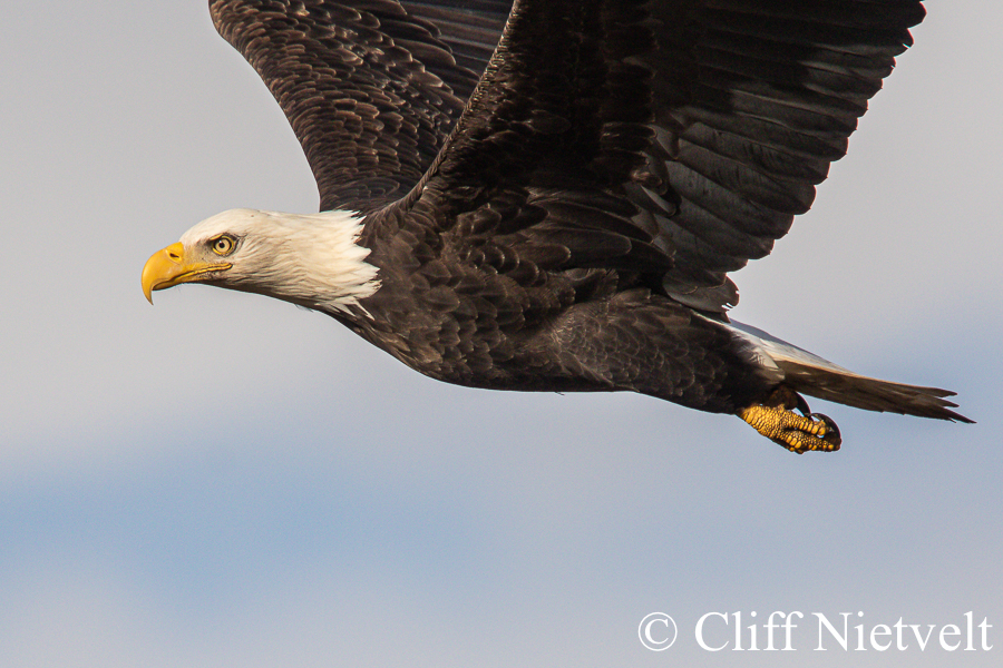 Majestic Bald in Flight #6, REF: BAEA019