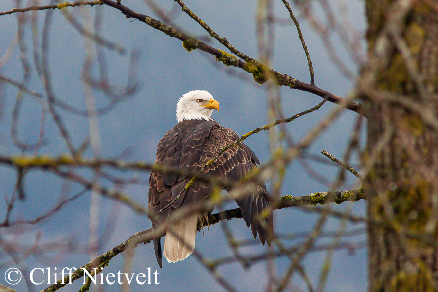 Bald Eagle Drying Wings #1, REF: BAEA033