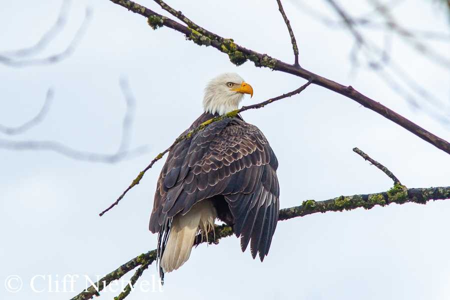 Bald Eagle Drying Wings #2, REF: BAEA034