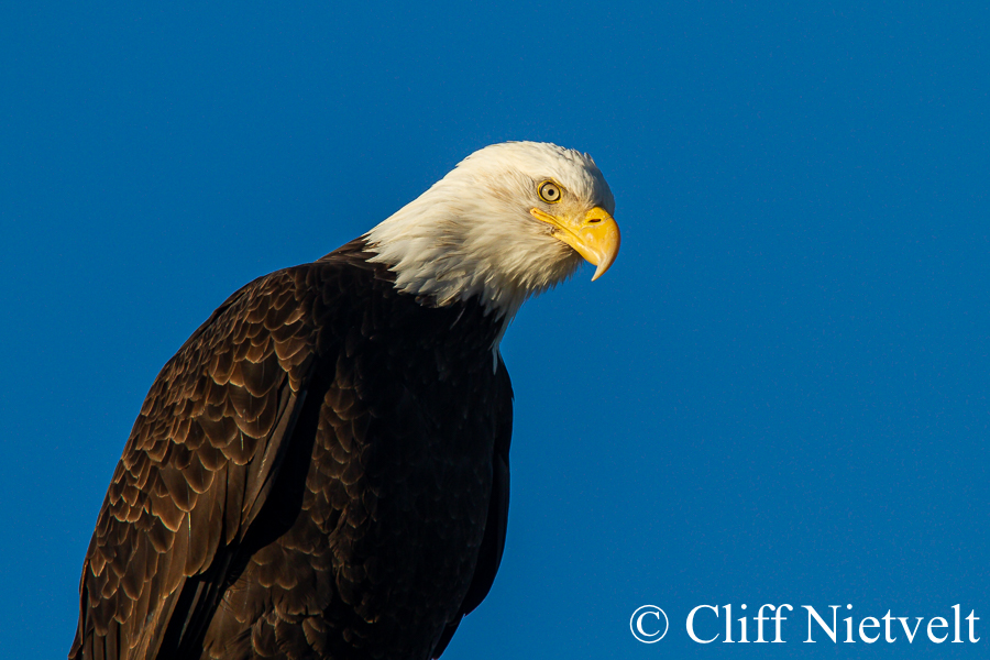 Bald Eagle Dusk Portrait, REF: BAEA036