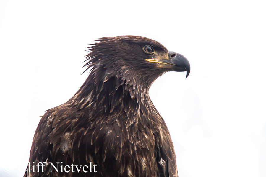 Juvenile Bald Eagle Portrait, REF: BAEA039