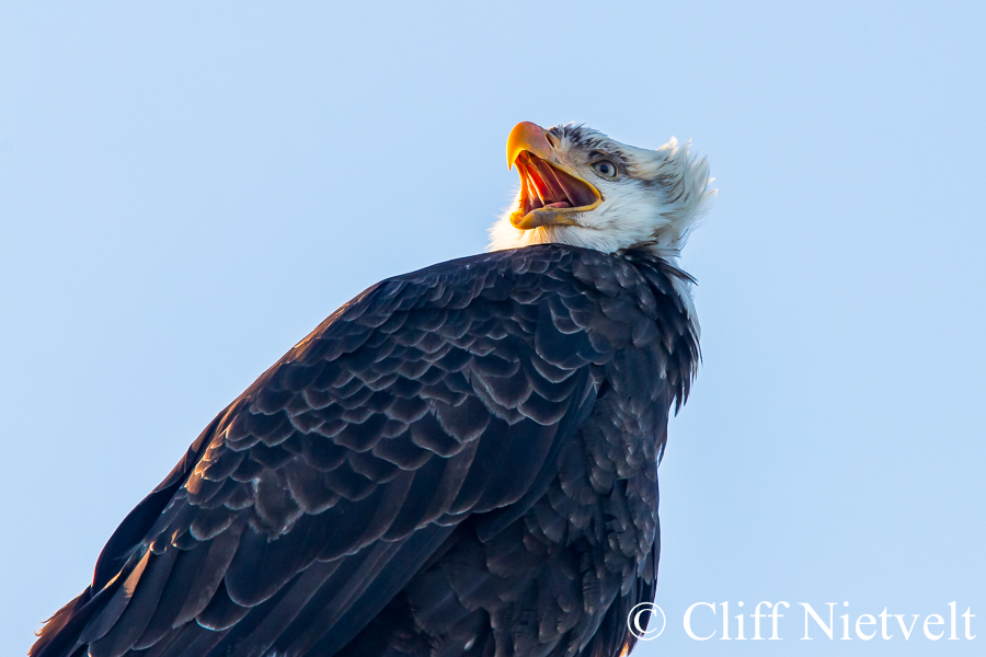 Bald Eagle Calling, REF: BAEA042