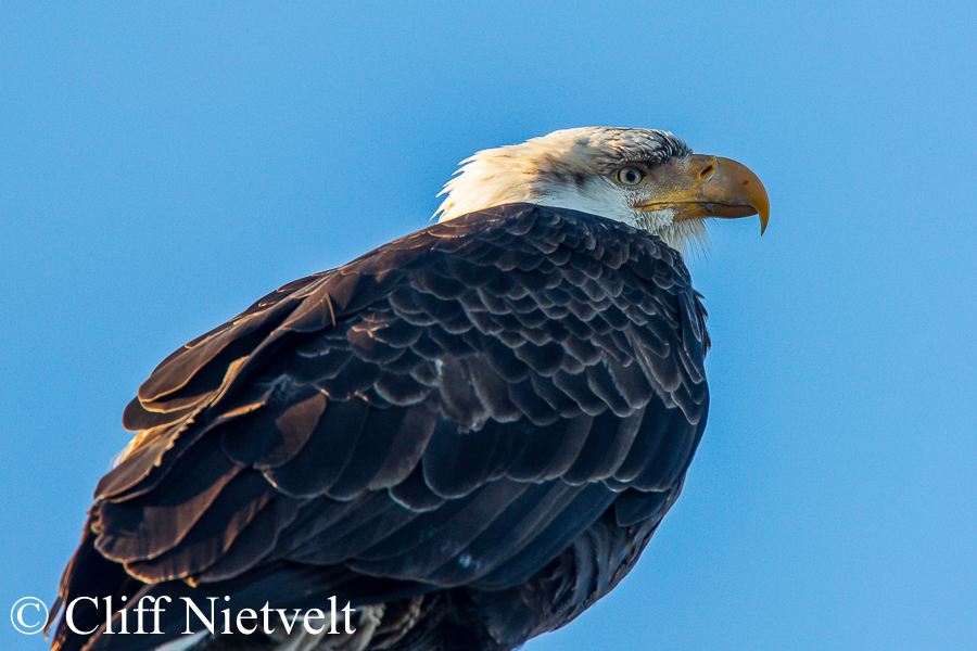 Bald Eagle Huddled, REF: BAEA043