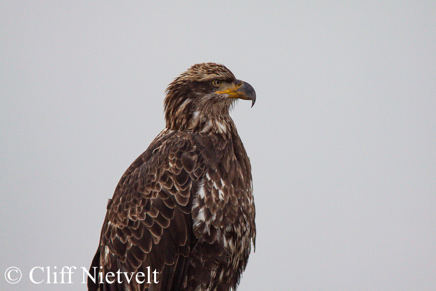 Juvenile Portrait, REF: BAEA048