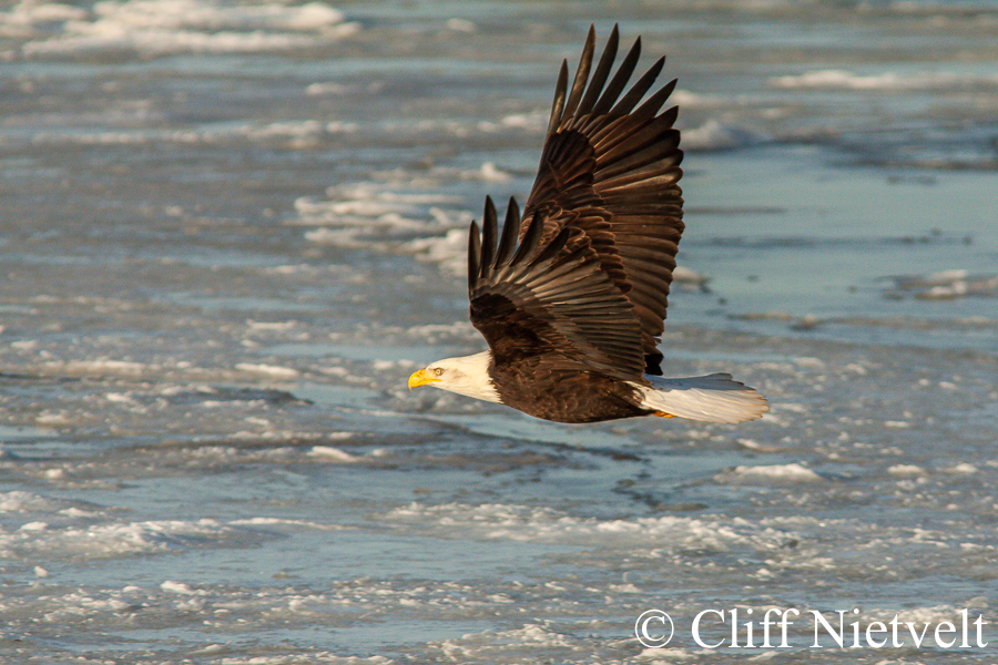 Fly Over Ice, REF: BAEA059